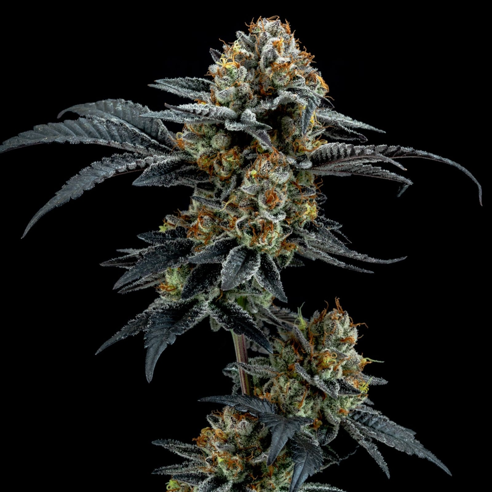 Elev8 Seeds Gorilla Cookies Hybrid Leafly